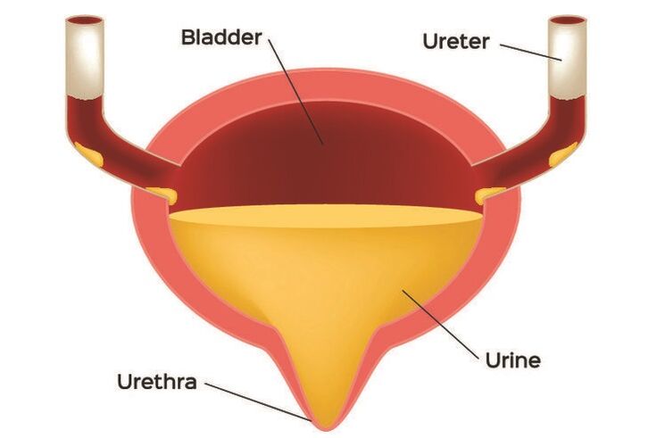 Bladder structure and cystitis