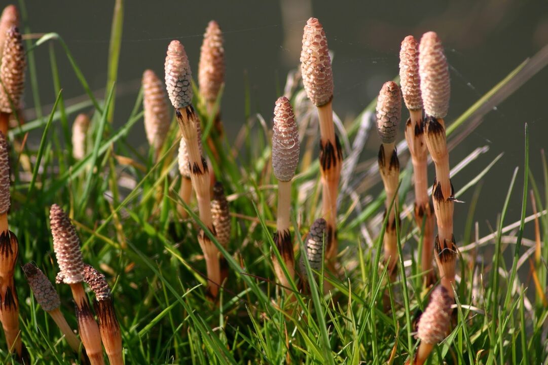 Horsetail to treat cystitis