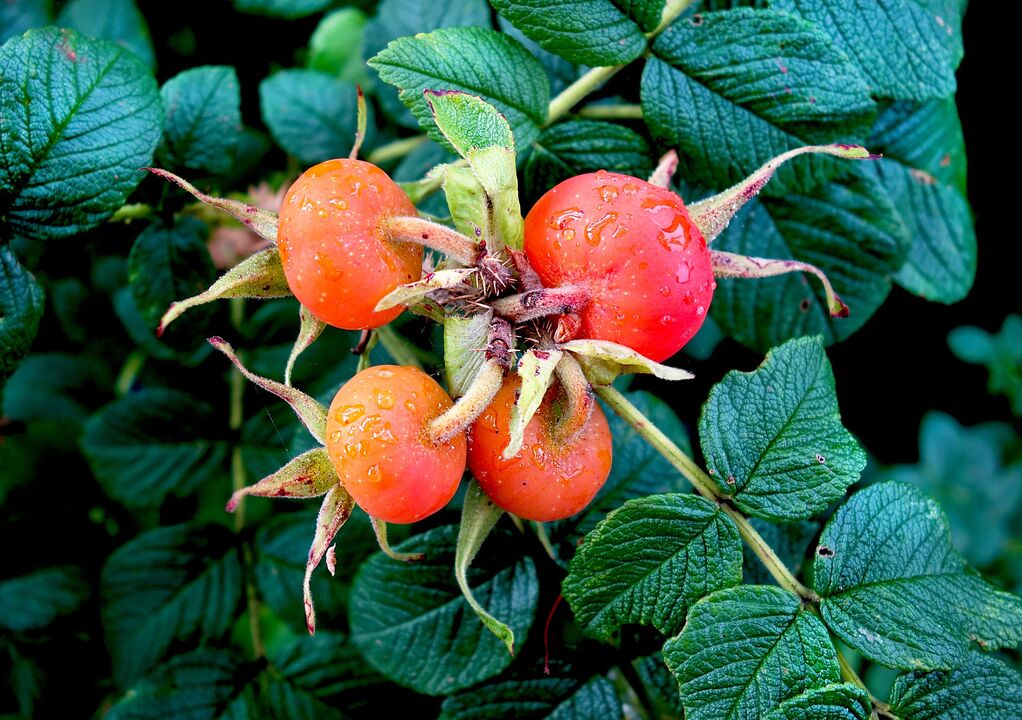 Rose hips to treat cystitis